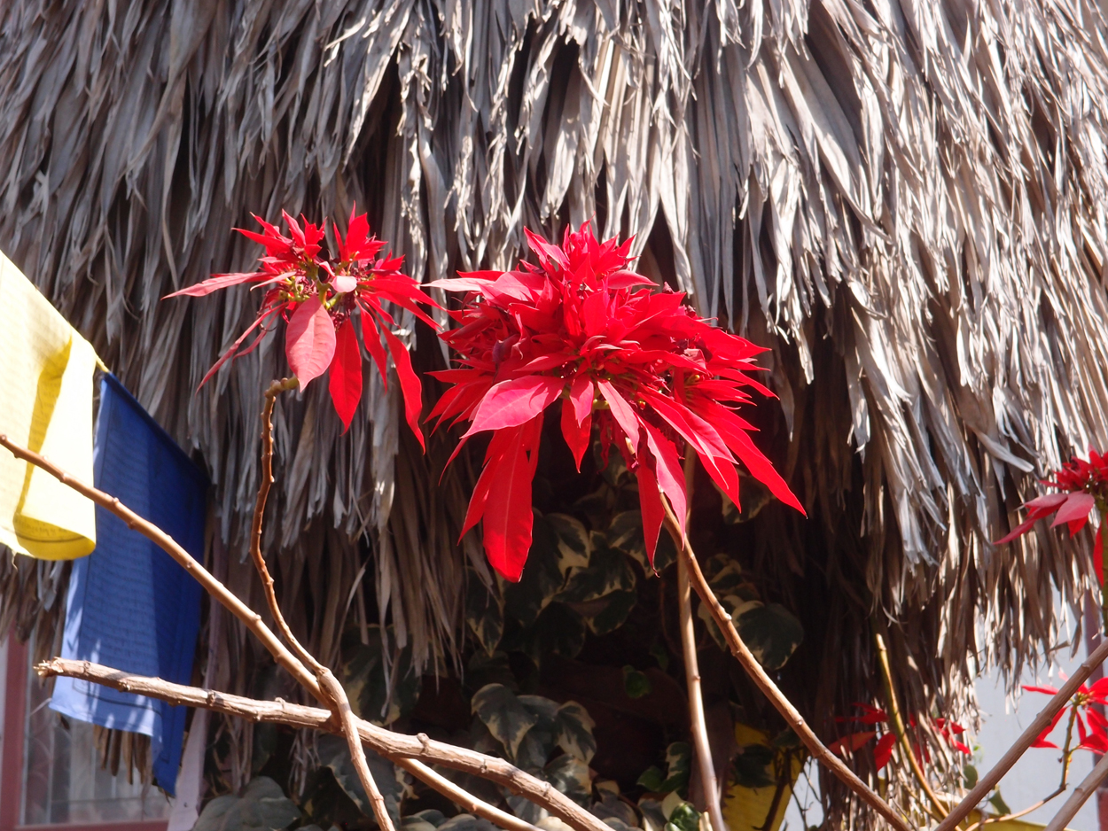 2018-01-21 13 Uhr - Rokpa Cafe (Audio + Foto) 